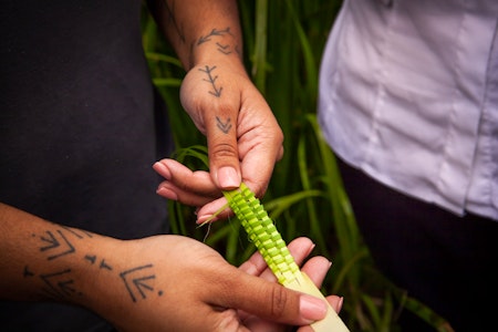 Private Aboriginal Bush Tucker Tour - Botanic Gardens of Sydney - Image credit Tourism Australia