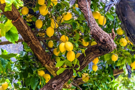 Amalfi lemons