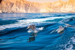 Oman Dolphin & Snorkelling Luxury Yacht Experience