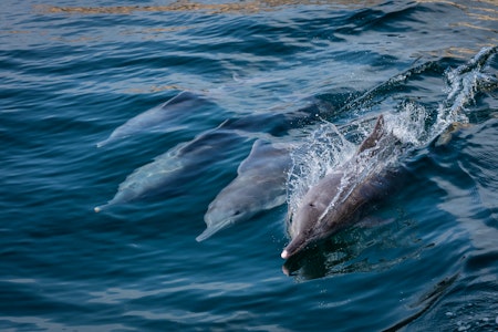 Oman Dolphin & Snorkelling Luxury Yacht Experience
