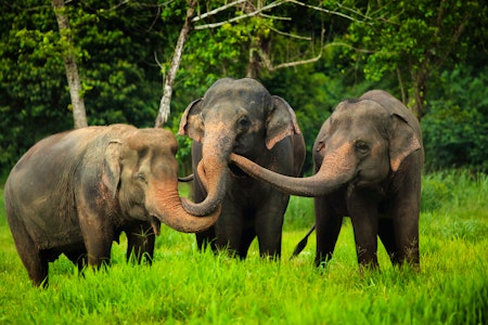 Elephant Hills 3 Day Jungle Lake Safari, Thailand