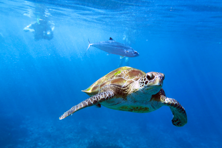 Similan Islands Speedboat Tour