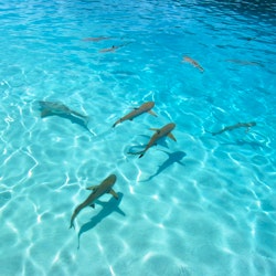 Bora Bora Eco Shark & Ray Snorkeling Safari