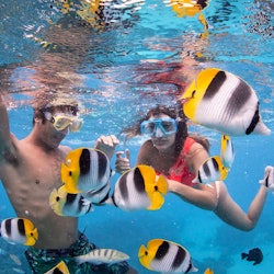Bora Bora Eco Shark & Ray Snorkeling Safari
