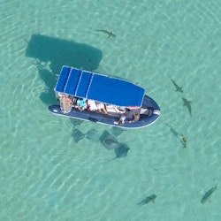 Moorea Shark Watching Expedition