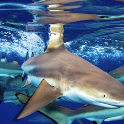 Moorea Shark Watching Expedition