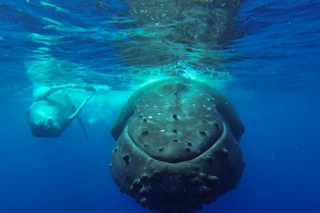 Bora Bora Whale Watching