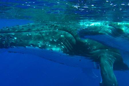 Bora Bora Whale Watching