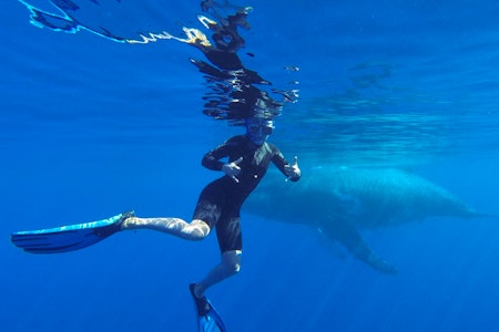 Bora Bora Whale Watching