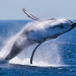 Private Whale Watching on Tahiti's West Coast