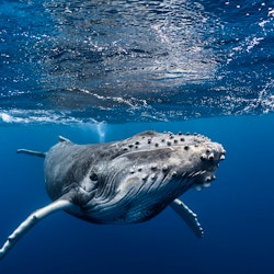 Private Whale Watching on Tahiti's West Coast