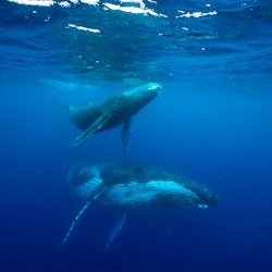 Private Whale Watching on Tahiti's West Coast