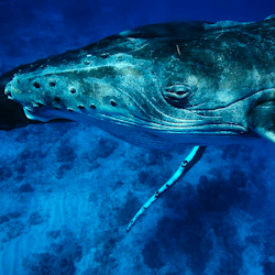 Private Whale Watching on Tahiti's West Coast