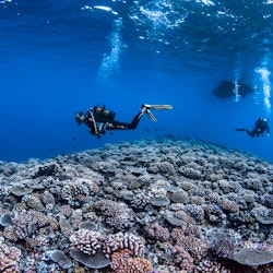 Scuba Diving - The Island of Tahiti © Greg LECOEUR – TOPDIVE