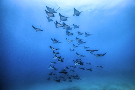 Scuba Diving - Moorea - © TOBIAS FRIEDRICH - TOP DIVE