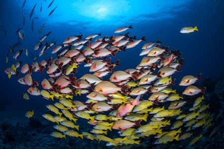 Scuba Diving - Moorea - TOP DIVE