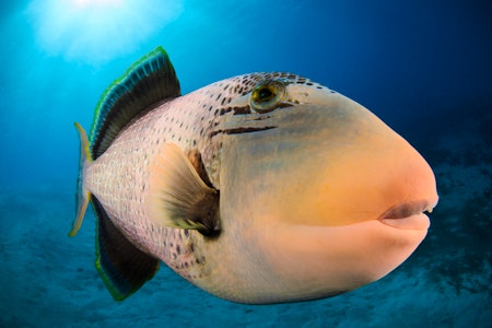 Scuba Diving - Bora Bora – TOPDIVE