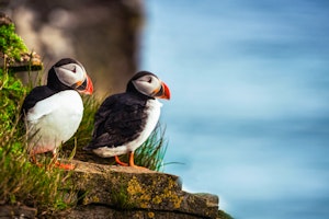 Witless Bay Ecological Reserve Puffin & Whale Watch image 1