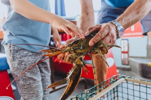 Shediac Lobster Tour image 1
