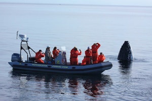 Brier Island Whale & Seabird Cruise image 1