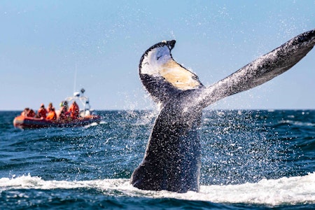 Brier Island Whale & Seabird Cruise