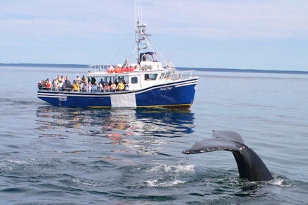 Brier Island Whale & Seabird Cruise