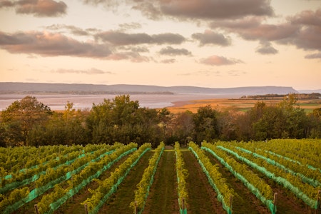 Lightfoot and Wolfville Vineyard, Annapolis Valley - Photo credit Destination Canada