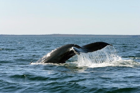 St Andrews by the Sea Whale Watching and Wildlife Adventure