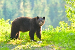Private Bear Viewing - Whistler's Sea-to-Sky Adventure