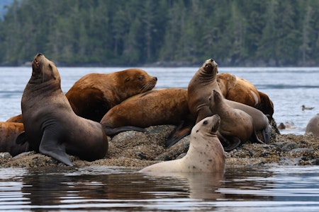 Prince of Whales Cruises. Photo Credit: Brendon Bissonnette