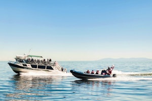 Whale & Wildlife Watching image 1