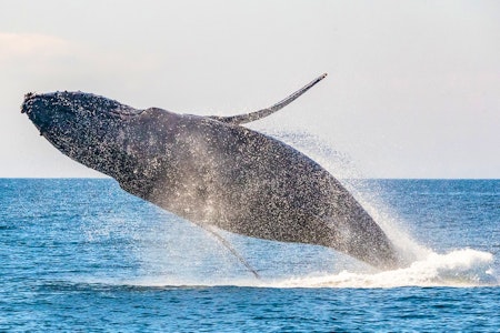Whale & Wildlife Watching - Orca Spirit Adventures
