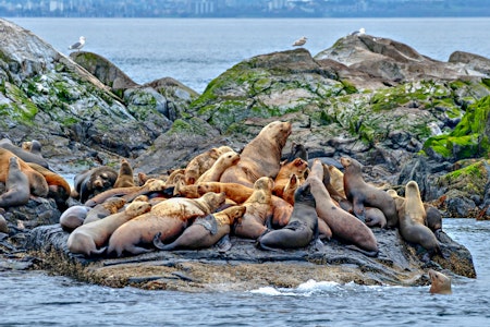 Whale & Wildlife Watching - Orca Spirit Adventures