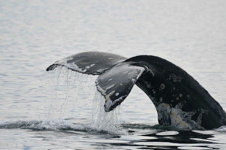 Whale & Wildlife Watching - Orca Spirit Adventures