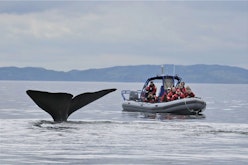 Sea of Whales Adventures – Zodiac Whale Watching Tour