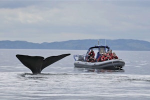 Sea of Whales Adventures – Zodiac Whale Watching Tour image 1