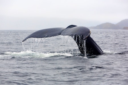 Sea of Whales Adventures, Whale Watching Tour