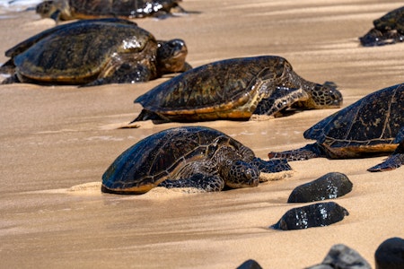 Sea Turtles at Ho’okipa Beach off of the Road to Hana in Maui, Hawaii