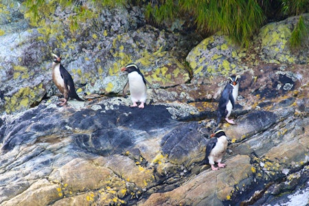 Fiordland penguin (Eudyptes pachyrhynchus), Doubtful Sound, Fiordland National Park