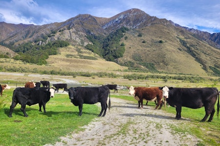 Full Day Private Ben Lomond High Country 4wd Experience