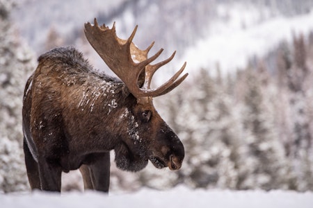 A Bull Moose in the Snow, Jasper, Alberta