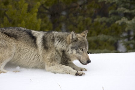 Wolf near Maligne Lake, Jasper, Alberta