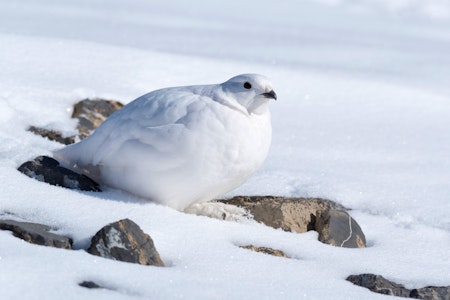 Ptarmigan in the snow in Alberta, Canada