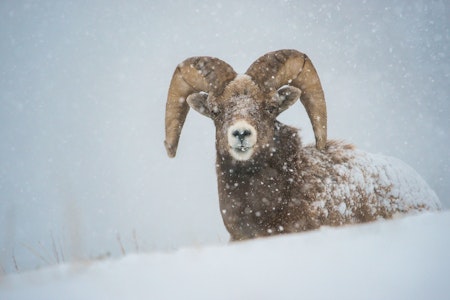 Bighorn ram in Jasper, Alberta.