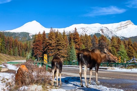 Moose in Jasper National Park, Alberta