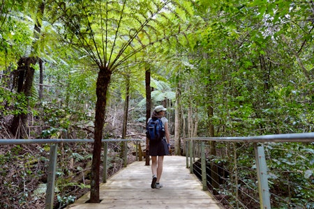 Walking on a footpath in the rain forest of Jamison Valley at the Blue Mountains in New South Wales, Australia.
