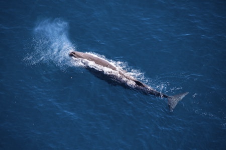 Whales by Helicopter and Hapuku Kitchen Cooking Class