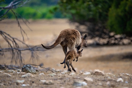 Kangaroo and Joey, Kangaroo Island, Australia