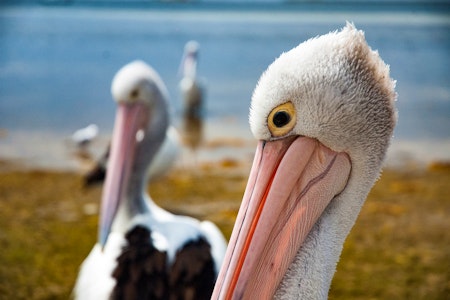Pelicans at Pelican Lagoon, Kangaroo Island, Australia