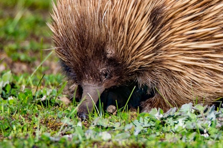 Echidna, Kangaroo Island, Australia